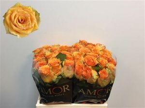 ROSE COSIMA KENIA 40